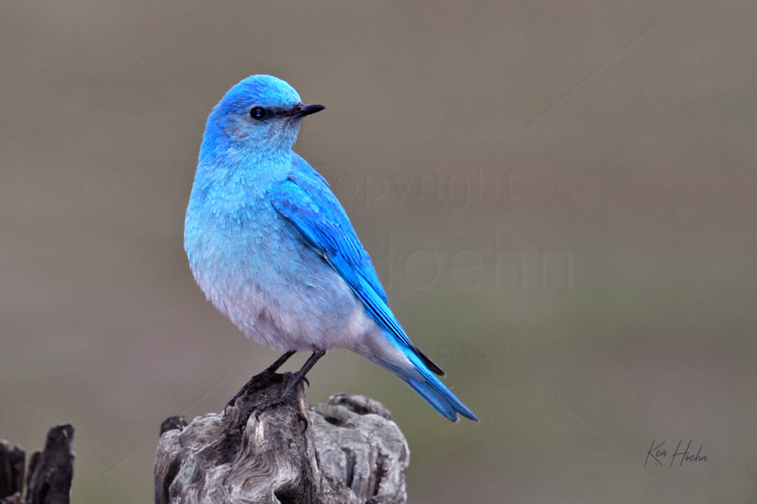 blue bird Hoehn+812+Bluebird+Beauty.jpg?